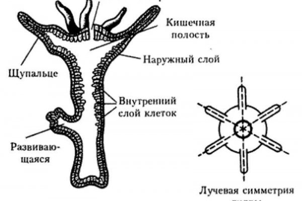 Свежие ссылки кракен