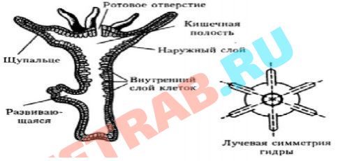 Как восстановить доступ к кракену